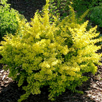     Berberis thunbergii Aurea